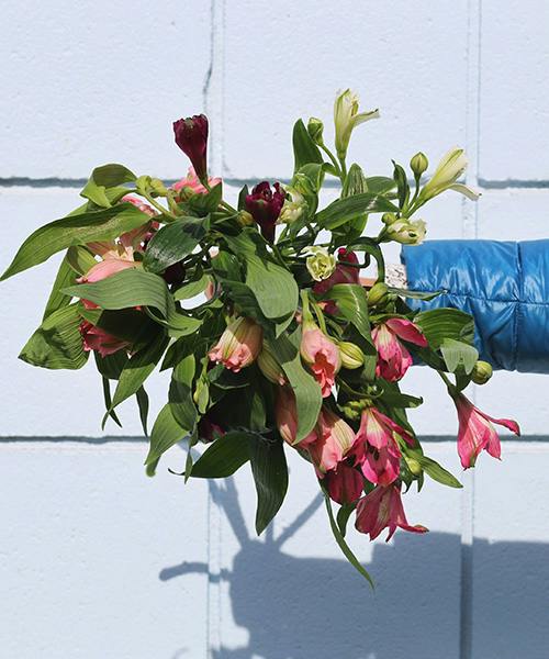 Mixed Alstroemeria