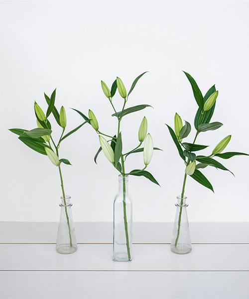 Oriental Lilies