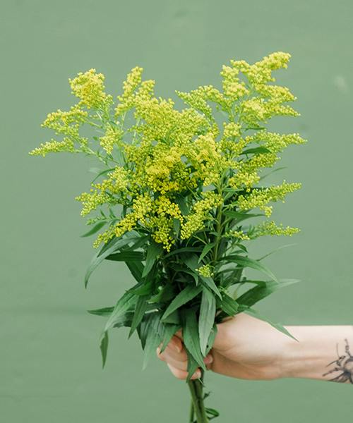 Solidago