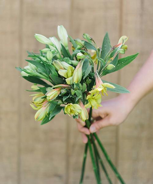 Alstroemeria
