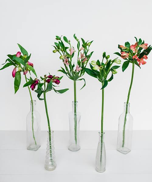 Alstroemeria