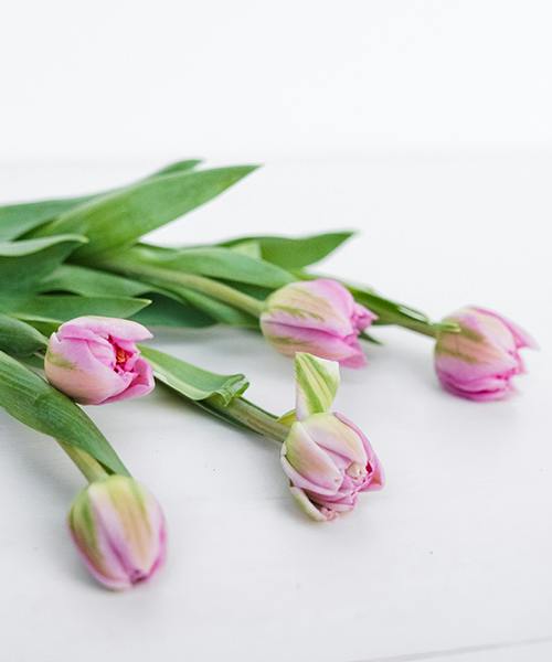 Tulips