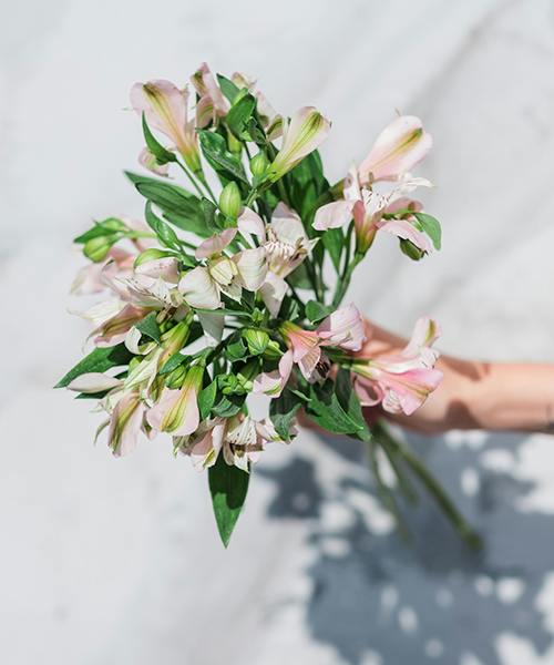 Alstroemeria