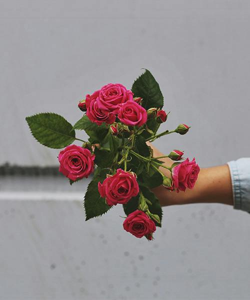 Pink Spray Roses
