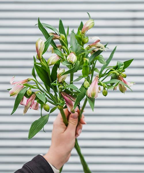 Alstroemeria