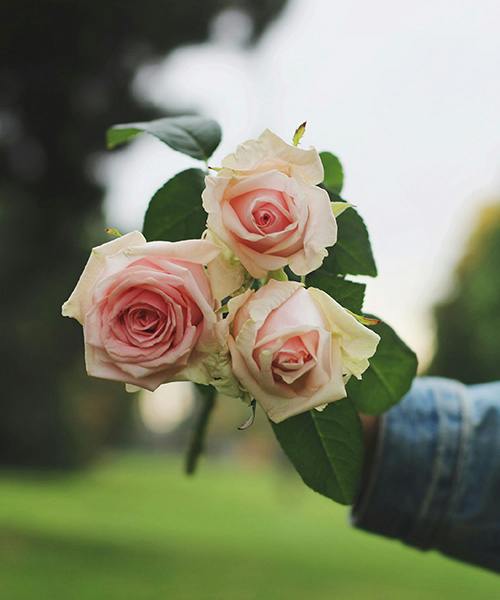 Aqua Bella Roses