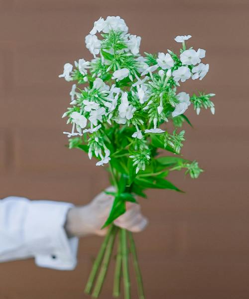 Phlox