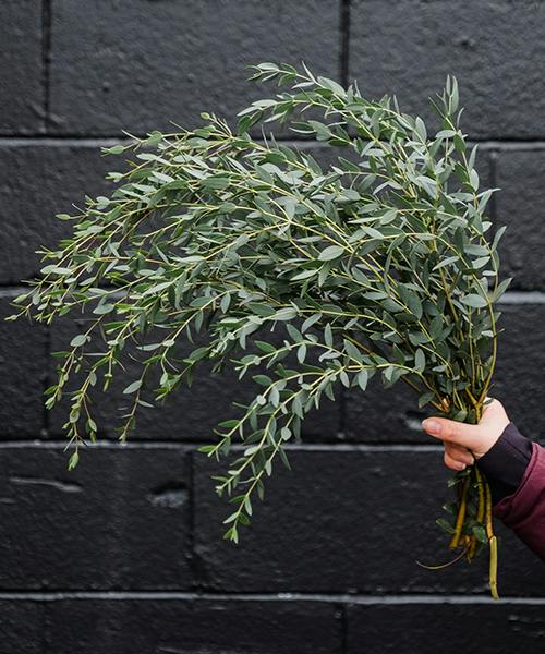Eucalyptus Parvifolia