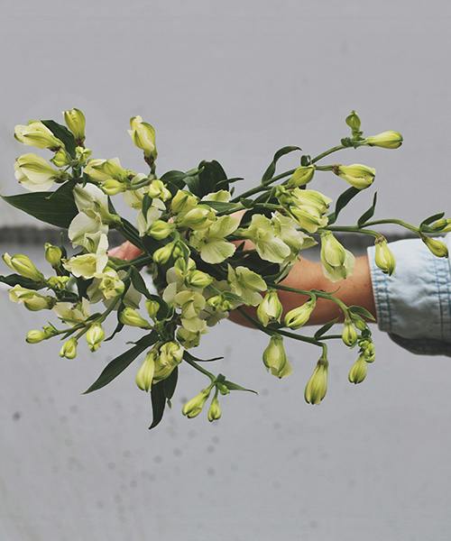 White Alstresia
