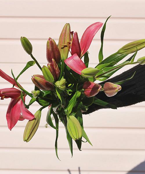 Asiatic Lilies