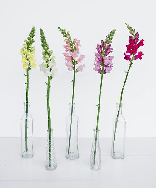 Snapdragons