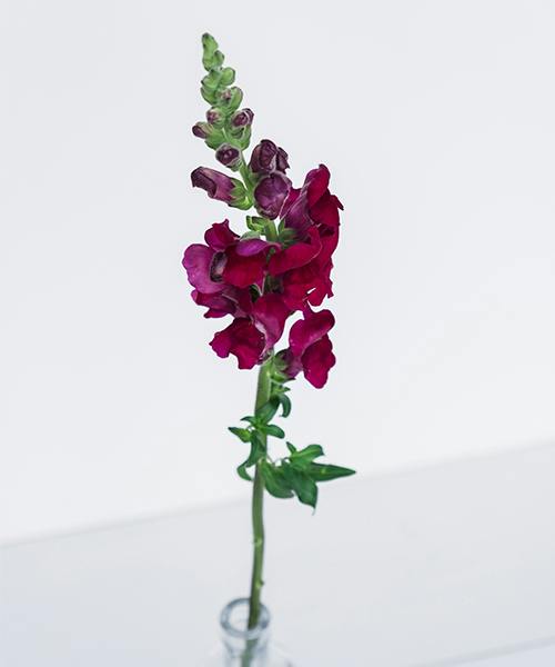 Snapdragons