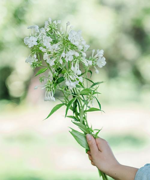Phlox