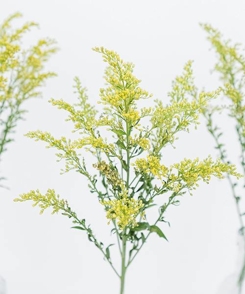 Solidago