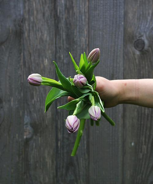 Alibi Tulips