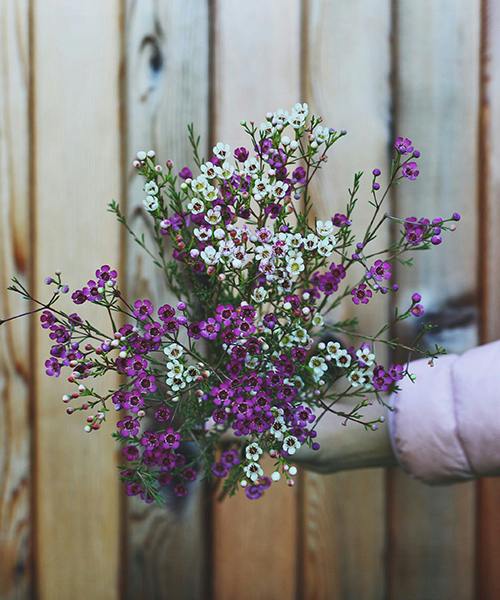 Wild waxflower