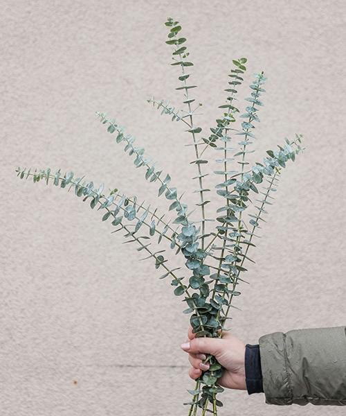 Baby Blue Eucalyptus