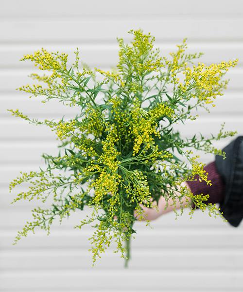 Solidago