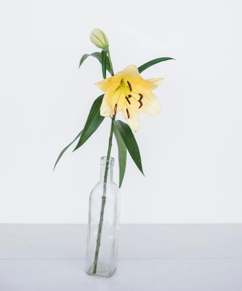 Asiatic Lilies