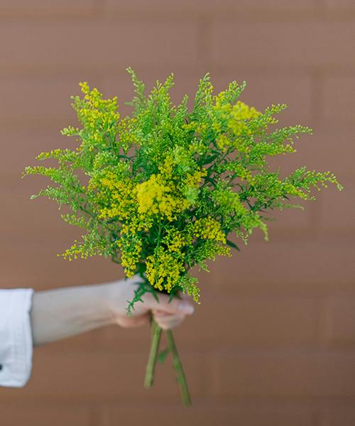 Solidago