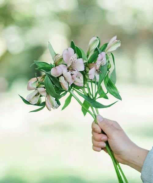 Alstroemeria
