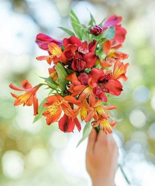 Alstroemeria
