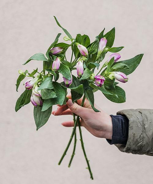 Alstroemeria