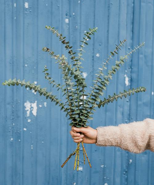 Baby Blue Eucalyptus