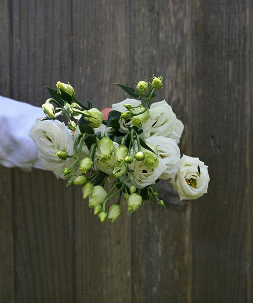 Lisianthus