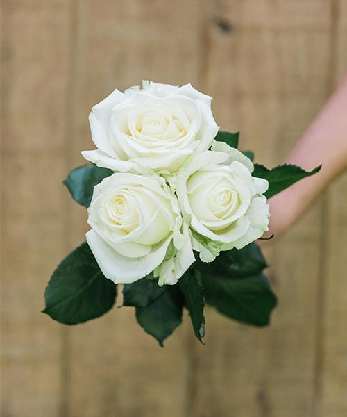 Roses