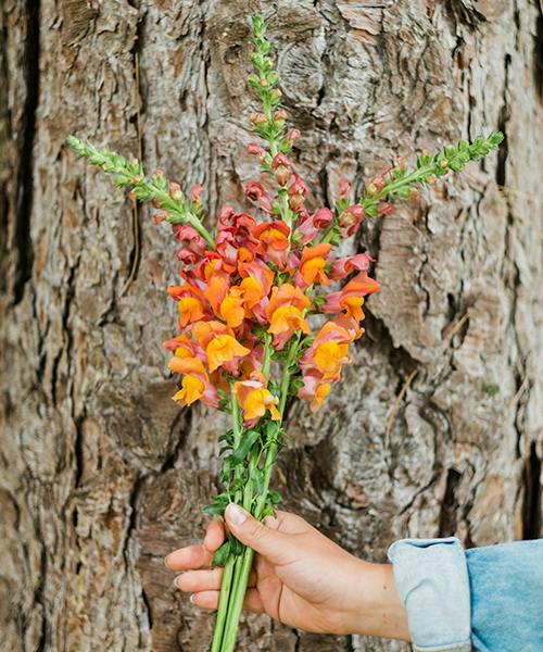Snapdragons