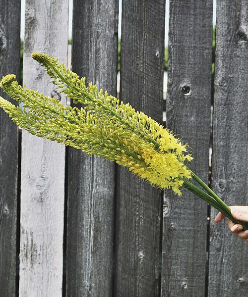 Eremurus