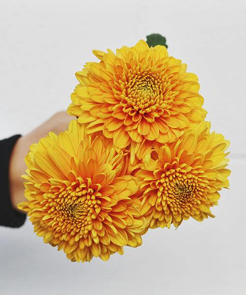 Willem Orange Disbud