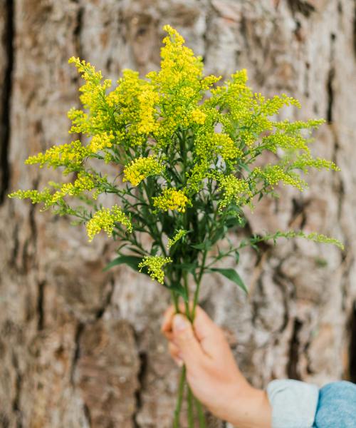 Solidago