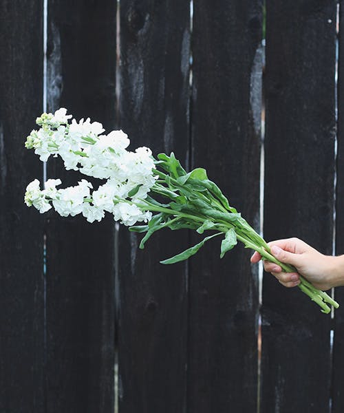 Matthiola