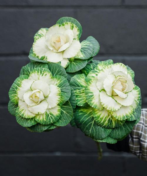 Ornamental Kale