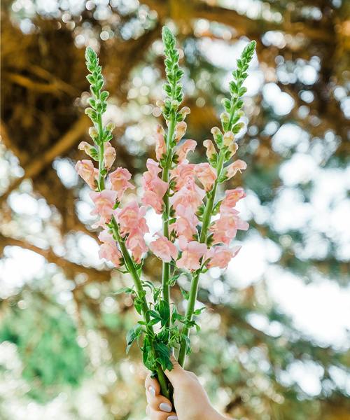 Snapdragons