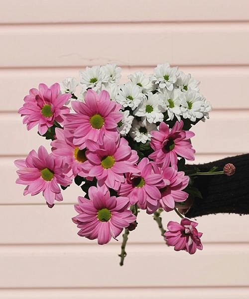 Pink and White Chrysanthemums