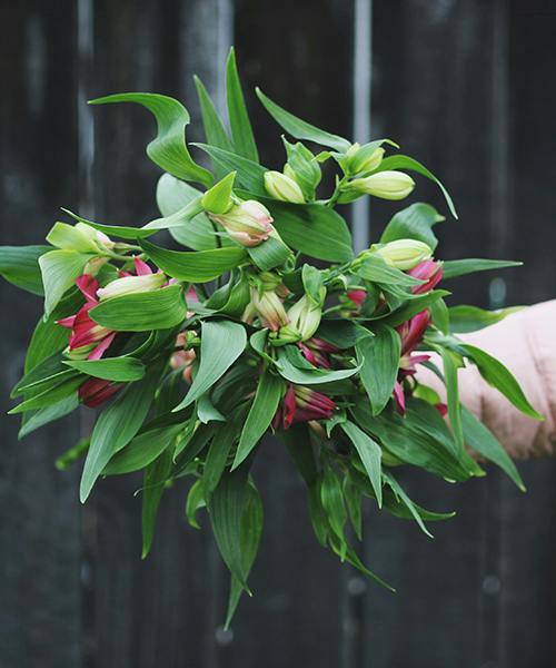 Pink and White Alstroemeria