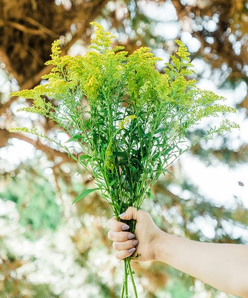 Solidago