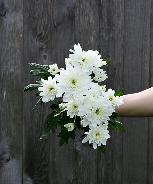 Zembla Spray Mums