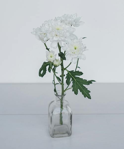 Zembla Mums