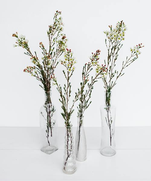 Waxflower