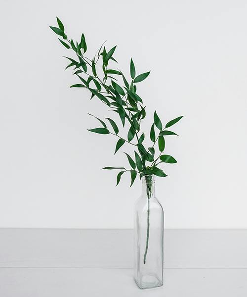 Italian Ruscus