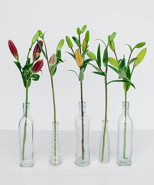 Asiatic Lilies