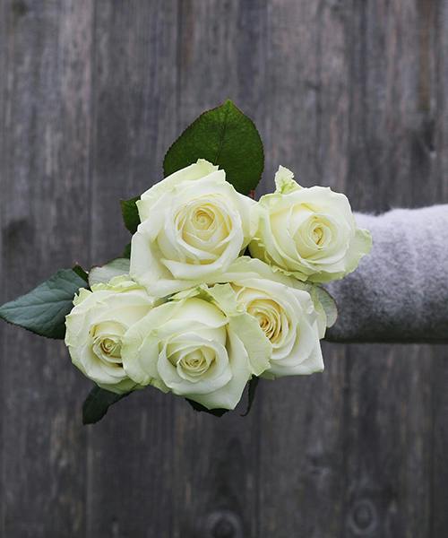 Avalanche Roses