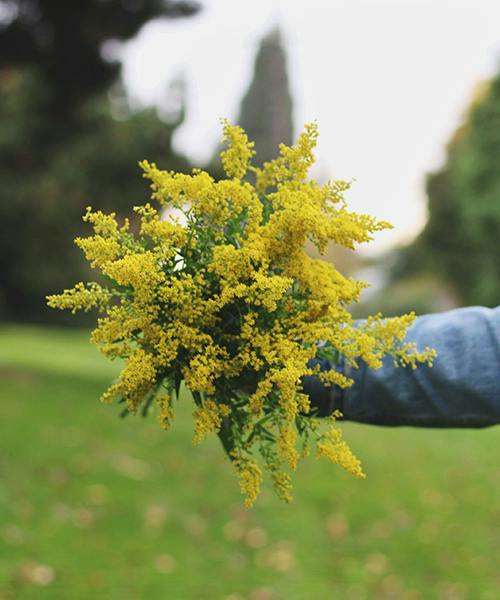 Solidago