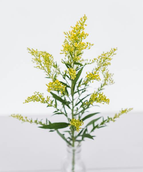 Solidago