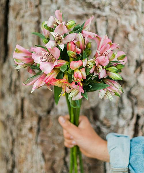 Alstroemeria