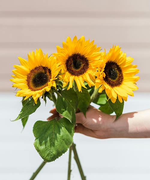 Sunflowers
